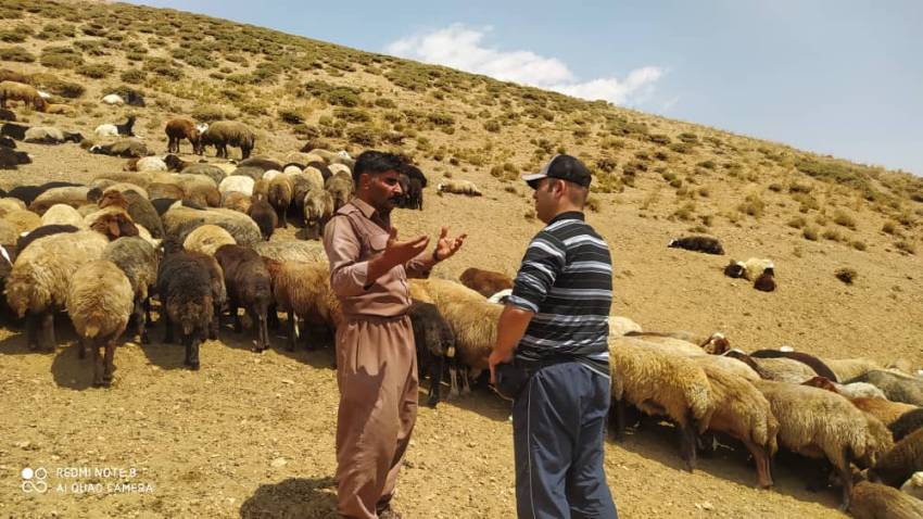 همیاران